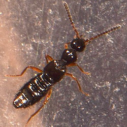 Myrmecopora sulcata